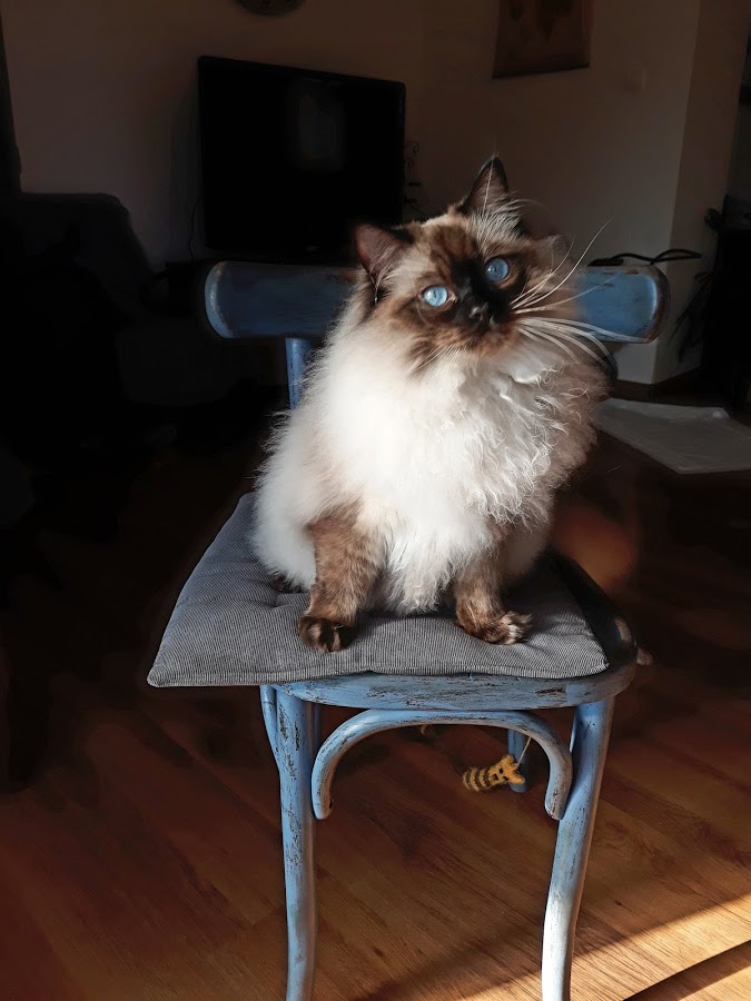 Charlie 1.rok
