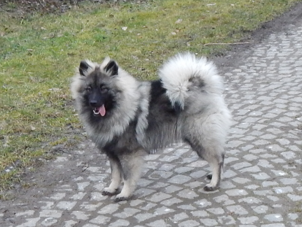 Triša 15 měsíců
